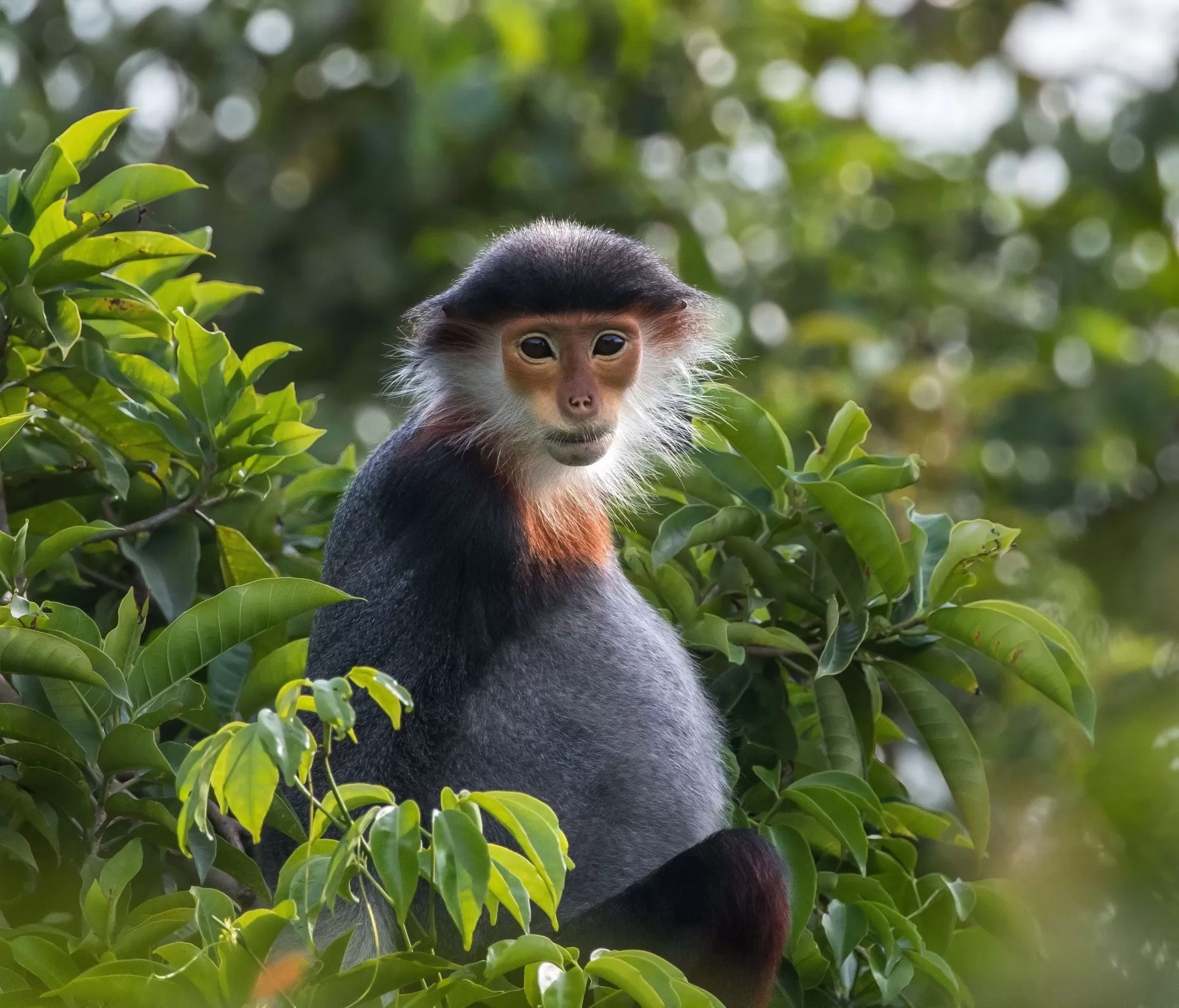 North Vienam: Cuc Phuong National Park